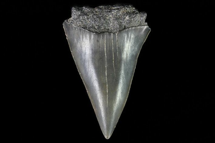 Fossil Mako Shark Tooth - Georgia #75102